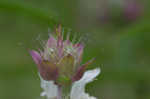 Lemon beebalm